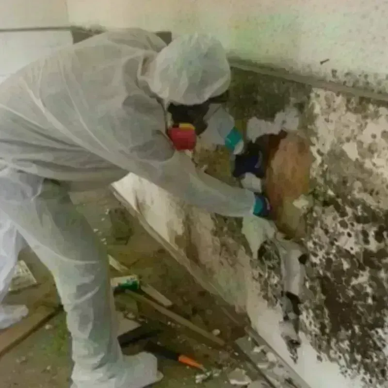 Mold Remediation and Removal in Forsyth, MO